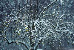 snow covered apple tree